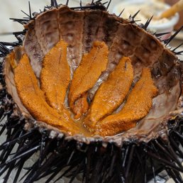 Sea Urchin