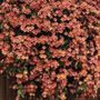 Photo of Garden World