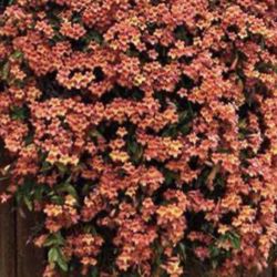 user provided Garden World photo