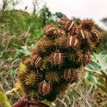 Gaviota Wind Caves - Castor bean or ricinus don't touch its poisonous - Hiking Near Me - Goleta, California Gaviota Wind Caves - Castor bean or ricinus don't touch its poisonous - Hiking Near Me - Goleta, California