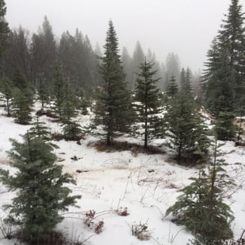Snowy Peaks Farm - Christmas Trees Near Me - Foresthill, California Snowy Peaks Farm - Christmas Trees Near Me - Foresthill, California