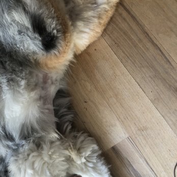 Paw Zone Mobile - AFTER (The $20 belly cut) - Pet Groomers Near Me - San Rafael, California Paw Zone Mobile - AFTER (The $20 belly cut) - Pet Groomers Near Me - San Rafael, California