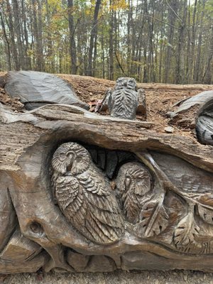 William B. Umstead State Park by null