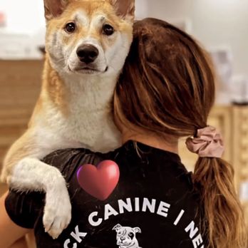 Wolf Pack Canine - Pet Training Near Me - Salem, New Hampshire