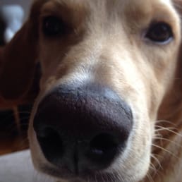 Bodhis snooter Bodhis snooter