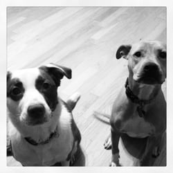 Casey the Dog Trainer