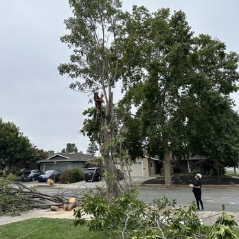 Tree Cowboy - Tree Services Near Me