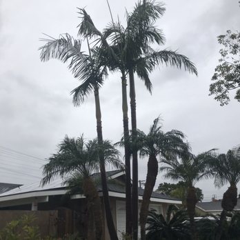 Premier Tree Experts - Tree Services Near Me - Orange, California