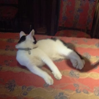 Kattenkabinet - Museums Near Me - Amsterdam, New Hampshire