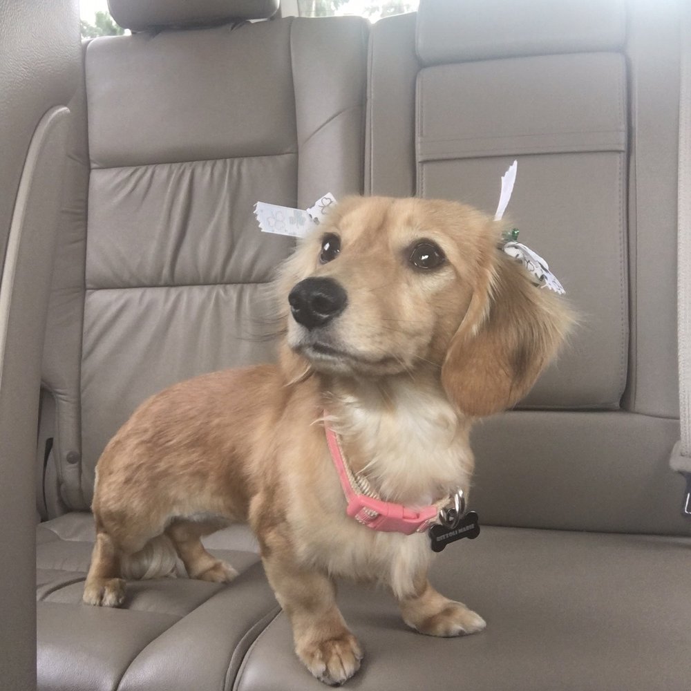 Pretty Paws Salon & Spa - Fresh from the groomer. - Pet Groomers Near Me - Harlingen, Texas Pretty Paws Salon & Spa - Fresh from the groomer. - Pet Groomers Near Me - Harlingen, Texas