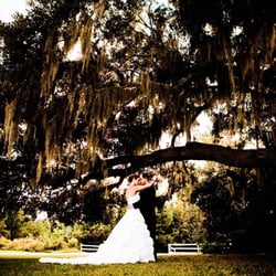 The Mackey House - One of the many 200 year old oak trees on the property.