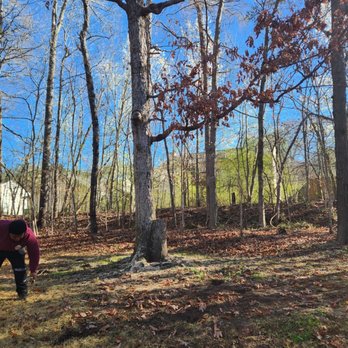 Costeno Tree Services - After - Tree Services Near Me