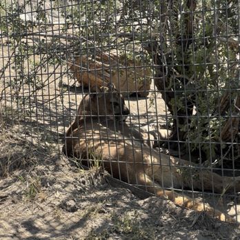 Project Survival's Cat Haven - Cougar - Zoos Near Me - Dunlap, California