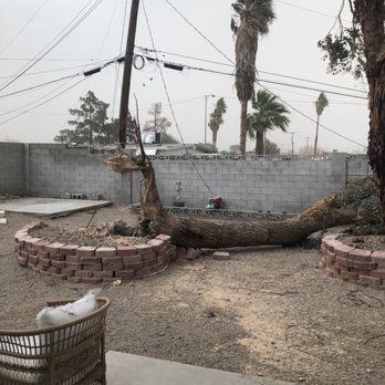 Treepro - Wind took this old tree out - Tree Services Near Me - Las Vegas, Nevada Treepro - Wind took this old tree out - Tree Services Near Me - Las Vegas, Nevada