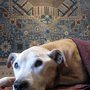Photo of Nomad Rugs