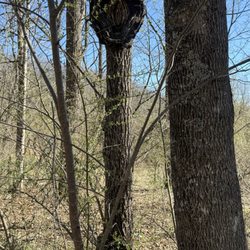 Augusta Springs Wetlands Trail - Very unusual formations on this tree.
