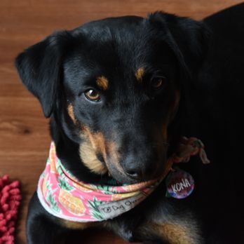 Green Dog Kennels - Kona's favorite place! - Pet Boarding Near Me - San Antonio, Texas