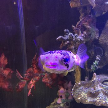 Double S Smokehouse - Puffer fish says hello, try some brisket! - Burgers Near Me - Augusta, New Jersey Double S Smokehouse - Puffer fish says hello, try some brisket! - Burgers Near Me - Augusta, New Jersey