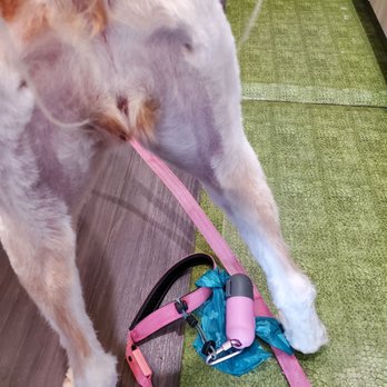 Paw Spa - A rear view - Pet Groomers Near Me - Alexandria, Virginia