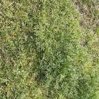 Nature's Turf - Pest Control Near Me - Fayetteville, Georgia