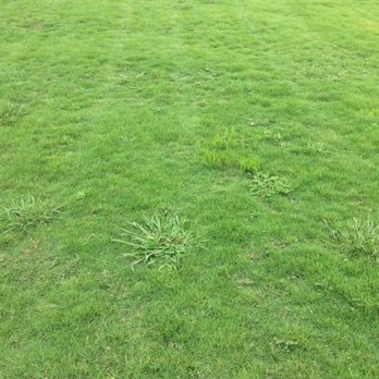 TruGreen Lawn Care - Horrific - Lawn Services Near Me - Nashville, Tennessee TruGreen Lawn Care - Horrific - Lawn Services Near Me - Nashville, Tennessee