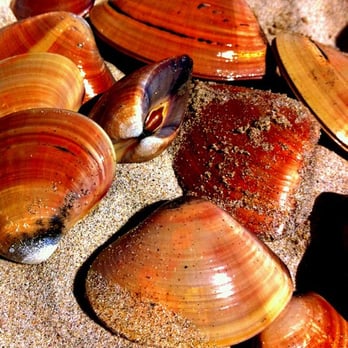Coronado Center Beach - Clams :) - Beaches Near Me - Coronado, California