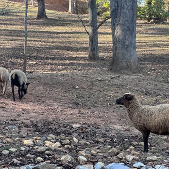 Doghobble Wine Farm - Sweet sheep! - Wine Tasting Room Near Me - Dahlonega, Georgia Doghobble Wine Farm - Sweet sheep! - Wine Tasting Room Near Me - Dahlonega, Georgia
