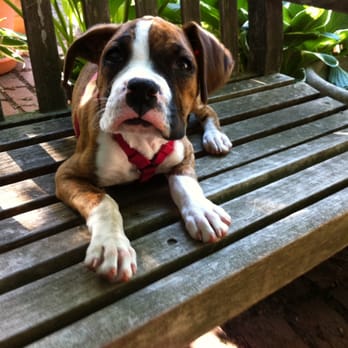 PawSitive Pets - We do puppies! - Dog Walkers Near Me - Alexandria, Virginia