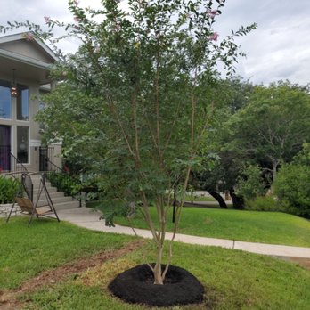 Moon Valley Nurseries - Crepe Myrtle - Nurseries & Gardening Near Me - Austin, Texas Moon Valley Nurseries - Crepe Myrtle - Nurseries & Gardening Near Me - Austin, Texas