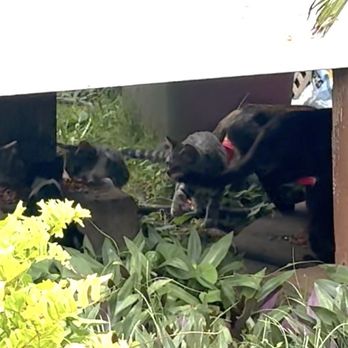 Full Fathom Five - Kittens - Art Galleries Near Me - Kahuku, Hawaii Full Fathom Five - Kittens - Art Galleries Near Me - Kahuku, Hawaii