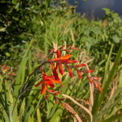Ballynahinch Castle Hotel - The flower gardens