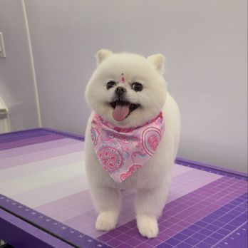 JYLAX - Pet Groomers Near Me - Encino, California JYLAX - Pet Groomers Near Me - Encino, California