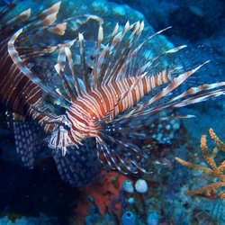 Enfield Scuba And Water Sports - Enfield Scuba - Lionfish - Indonesia