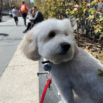 Puppy Tale Lodge - Pet Groomers Near Me - New York, New York