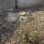 Photo of LKN Stump Grinding