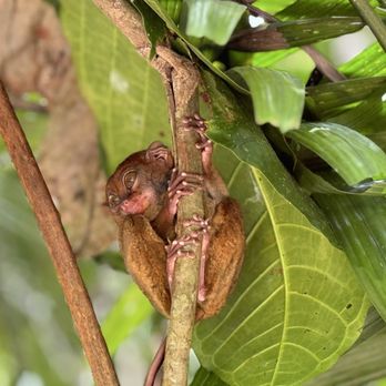 Philippine Tarsier Sanctuary - Tarsier, one of the smallest primate in the world...located in Bohol, Philippines 2025 - Community Service/Non-Profit Near Me - Corella, BOH Philippine Tarsier Sanctuary - Tarsier, one of the smallest primate in the world...located in Bohol, Philippines 2025 - Community Service/Non-Profit Near Me - Corella, BOH