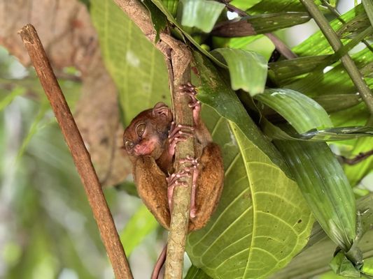 Philippine Tarsier Sanctuary by null