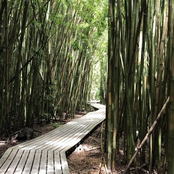 Bamboo Forest - Nice walkway thru the Bamboo forest - Active Life Near Me - Uninc Maui, Hawaii Bamboo Forest - Nice walkway thru the Bamboo forest - Active Life Near Me - Uninc Maui, Hawaii