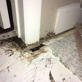Circle City Apartments - Rotting and mold causing mushrooms to grow. This was a problem long before we moved in and they choose to cover it up instead of Fixing it - Apartments Near Me - Indianapolis, Indiana