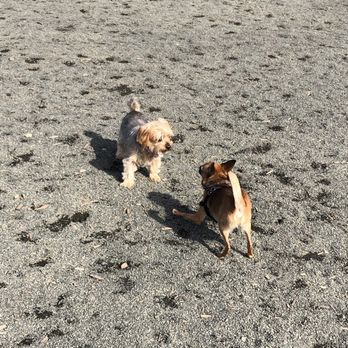 Monticello Park - A little feisty doggie fun! - Dog Parks Near Me - Fairfax, Virginia Monticello Park - A little feisty doggie fun! - Dog Parks Near Me - Fairfax, Virginia