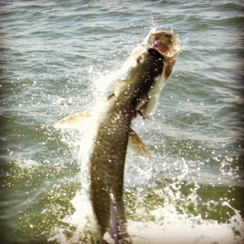 Shallow Water Fly Fishing Logo