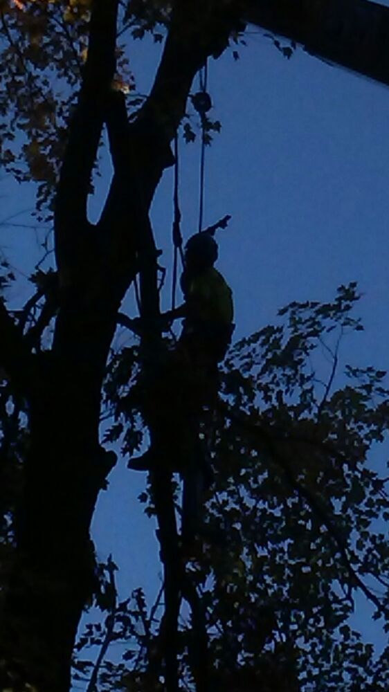 SAWS & SPIKES TREE SERVICE Updated September 2024 18 Photos