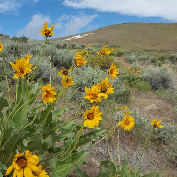 Evans Creek Trailhead - Spring time is a great time to see some sunflowers on this trail. - Hiking Near Me - Reno, Nevada