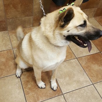 PetSmart - Lexus 1st time at the groomers - Pet Stores Near Me - West Covina, California PetSmart - Lexus 1st time at the groomers - Pet Stores Near Me - West Covina, California