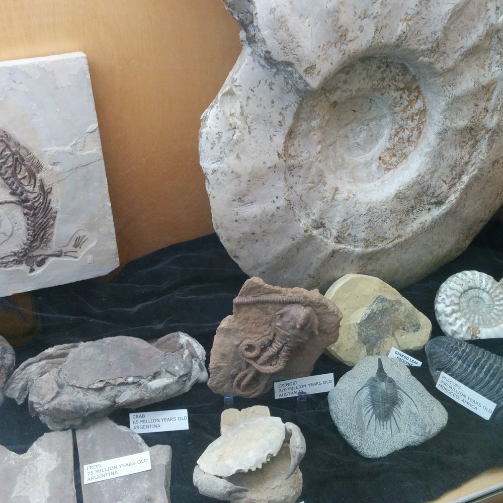 Ginkgo Gem Shop - Display cases with interesting fossils. - Hobby Shops Near Me - Vantage, Washington