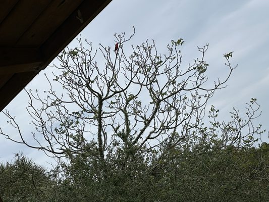 Anastasia State Park by null