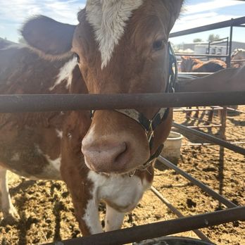 Udderlycaptured - Attraction Farms Near Me - Buckeye, Arizona