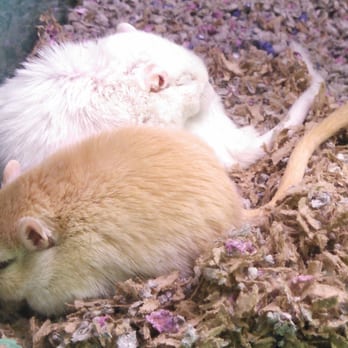 Atlas Pet Supply - Pocket pets! Gerbils, hamsters, and more. - Pet Stores Near Me - Stillwater, Minnesota Atlas Pet Supply - Pocket pets! Gerbils, hamsters, and more. - Pet Stores Near Me - Stillwater, Minnesota