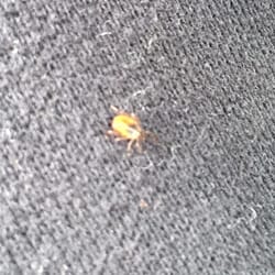 Warwick Town Park - Found a tick on my pants.