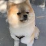 Photo of Griffin Do Pet